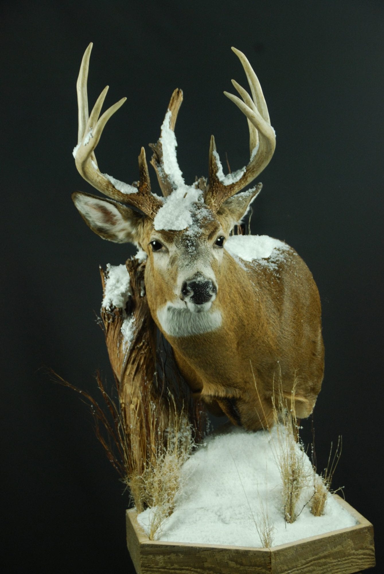 Custom Taxidermy Ohio Lone Leaf Custom Taxidermy
