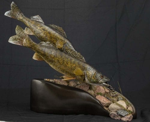Walleye - 2018
