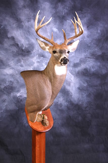 Whitetail Deer - 2011