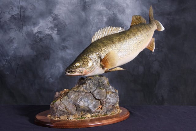 Walleye - 2012