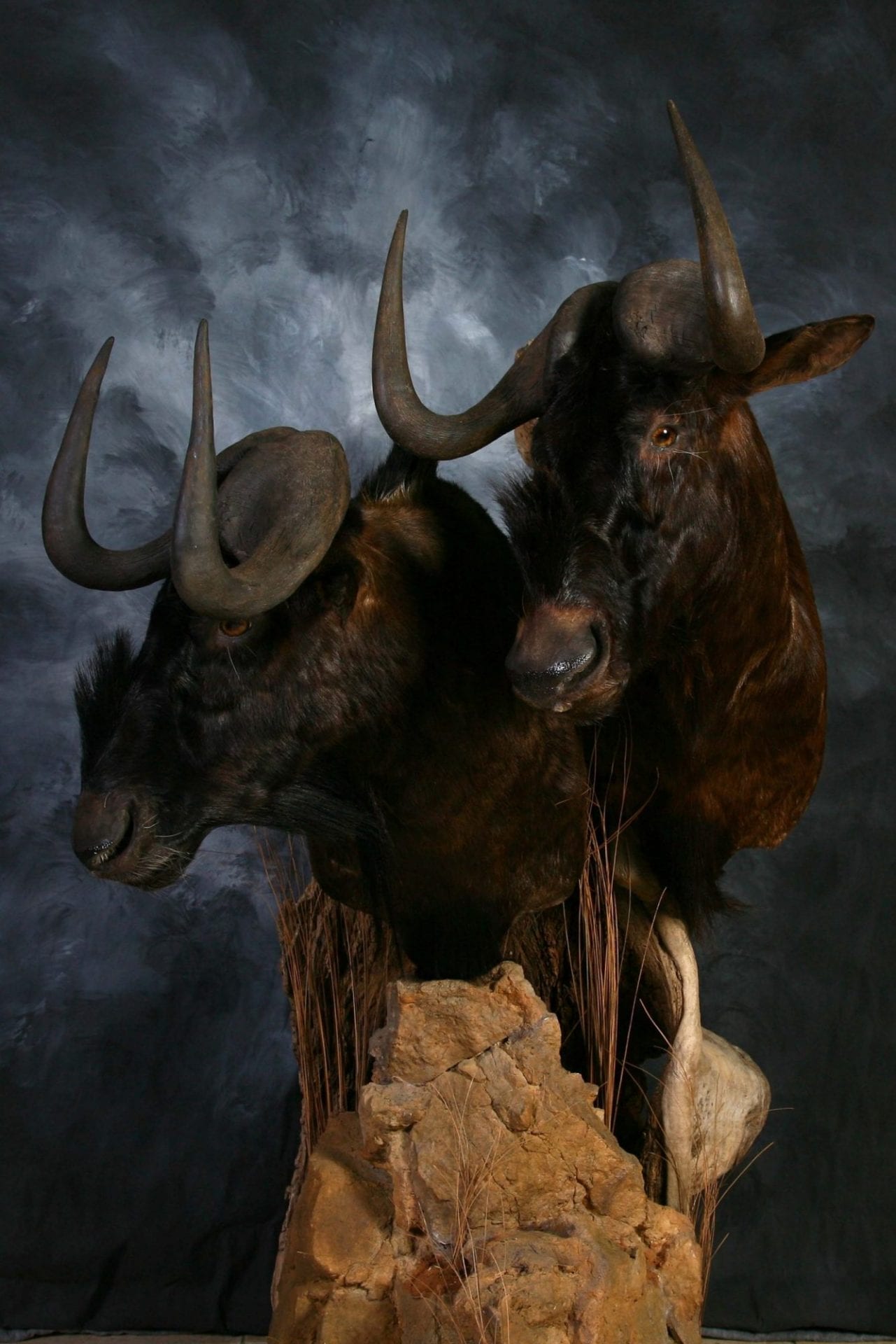 Black Wildebeest - 2013