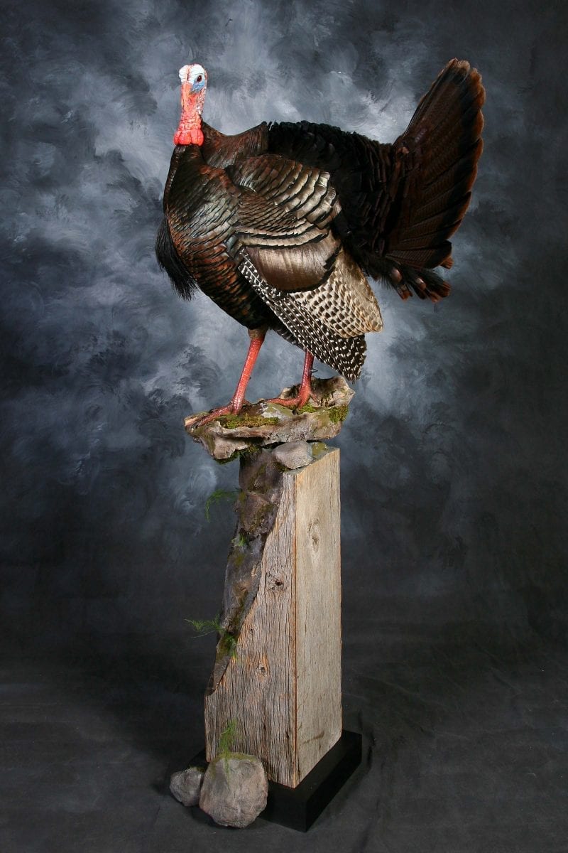 Custom Taxidermy Ohio Lone Leaf Custom Taxidermy